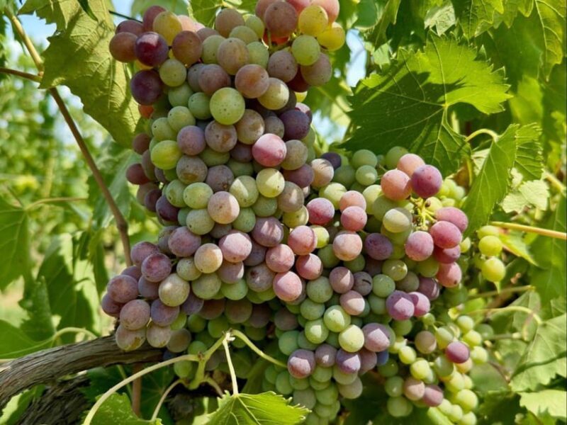 Organic and Biodynamic Winery Tour and Tasting in Lucca - What’s Included & What to Keep in Mind