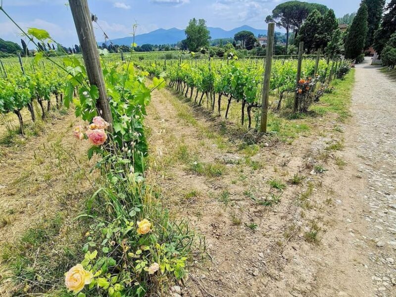Organic and Biodynamic Winery Tour and Tasting in Lucca - Who Would Love This Tour?