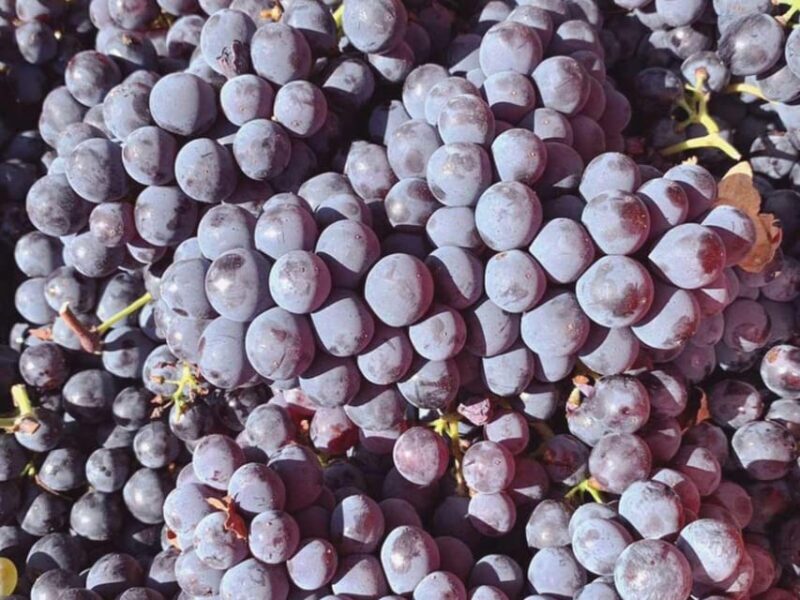 Organic and Biodynamic Winery Tour and Tasting in Lucca - FAQ