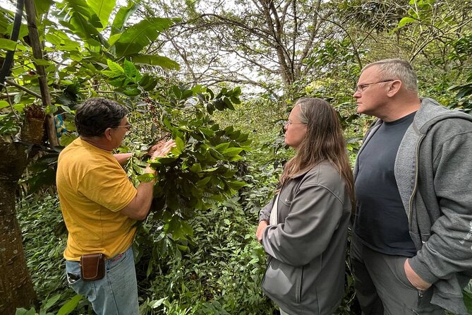 Organic Coffee Farm Tour - Start Time and Operating Hours
