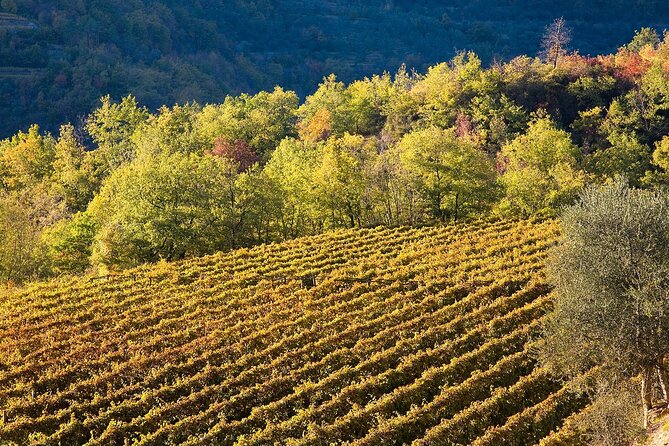 Organic Dinner and Wine Tasting at a Winery in Liguria - The Sum Up