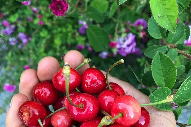 Organic Farm Experience in the Douro Valley - Farm Tour Details