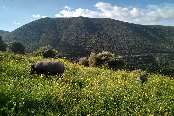 Organic Iberian Ham, Farm Visit and Premium Tasting! - Additional Information: Important Details for Your Organic Iberian Ham Experience
