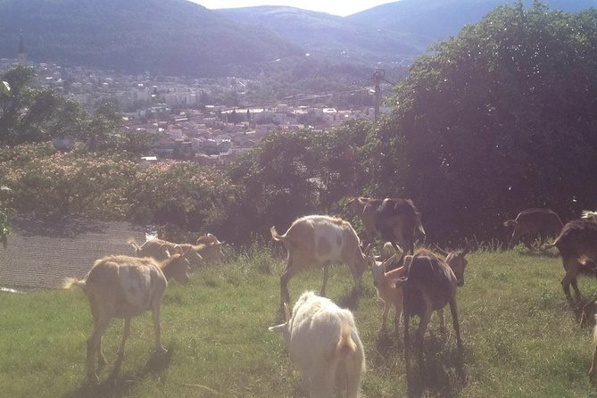 Organic Local Farm - Good To Know