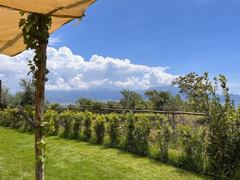 Organic Lunch With Wine Tasting from Pompeii - Who Will Love This Experience?