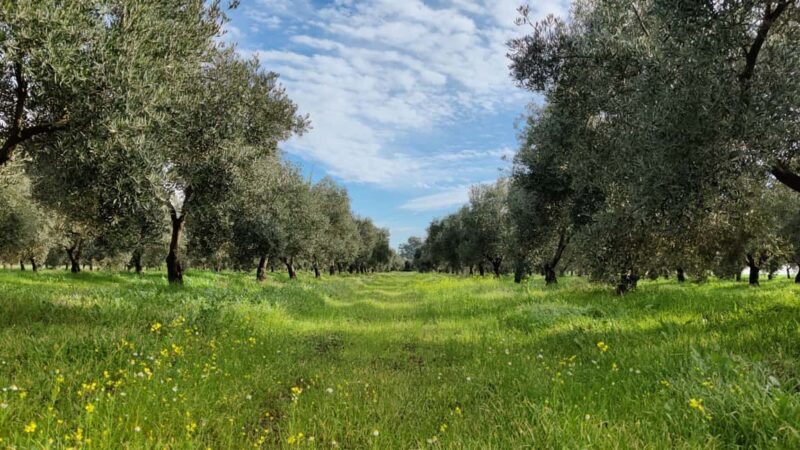 Organic olive oil tasting and visit to a family olive grove with fruit and a gift - Authenticity and what makes this experience stand out