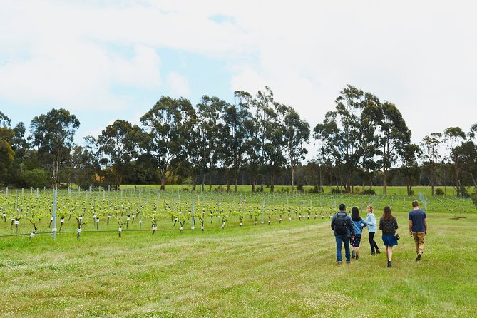 Organic Vineyard/Farm Tour - Tasting Experience