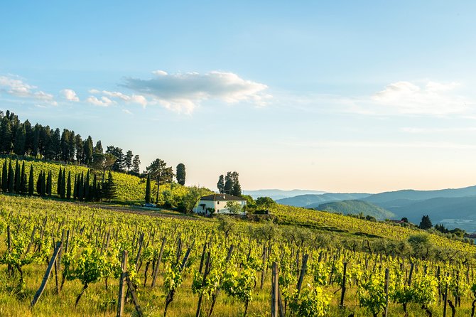 Organic Wine and Gourmet Experience in Tuscany Chianti Hills - Frequently Asked Questions
