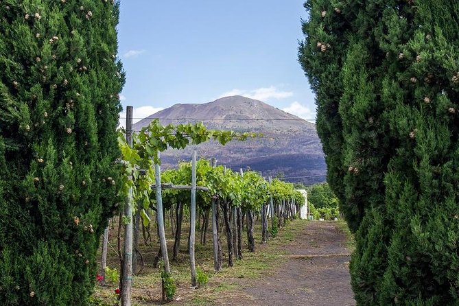 Organic Wine Tasting & Lunch on Vesuvius With Transfer From Sorrento Peninsula - Overview of Mt. Vesuvius and Its Vineyards