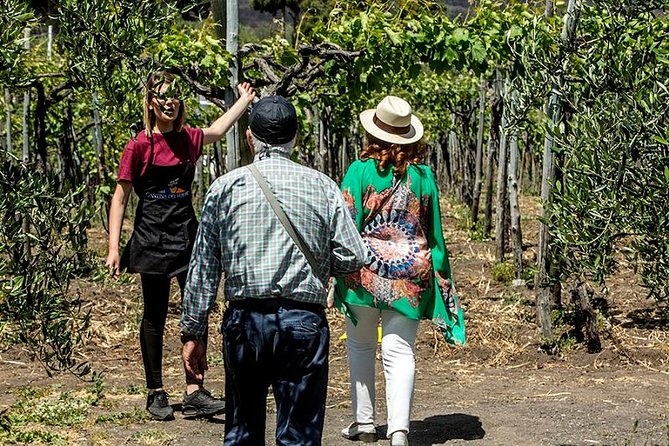 Organic Wine Tasting & Lunch on Vesuvius With Transfer From Sorrento Peninsula - Pricing and Terms for the Wine Tasting Tour