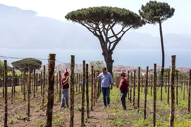 Organic Wine Tasting & Lunch on Vesuvius With Transfer From Sorrento Peninsula - Common Questions