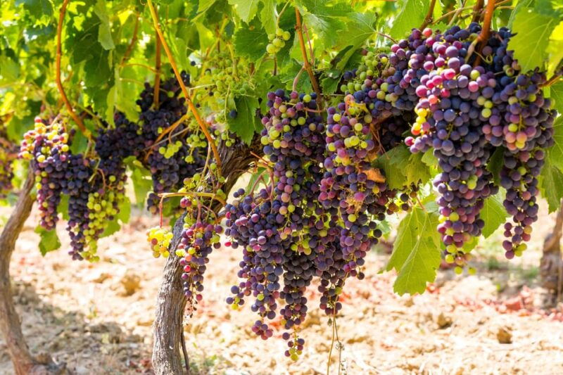 Organic Wine Tasting With Saint Paul Half Day Tour From Nice - Good To Know
