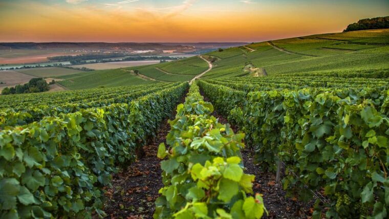 Organic Wine Tasting With Saint Paul Half Day Tour From Nice - Highlights