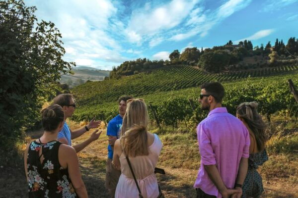 Organic Winery Tour and Wine Tasting in Siena - Meeting Point and Reviews