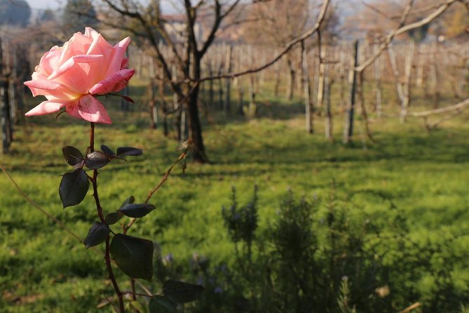 Organic Winery Tour With Full Lunch From Assisi - Meeting Point and Destination