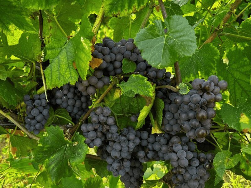 Organic Winery Visit & Wine Tasting with Food in Pavia - Final Thoughts