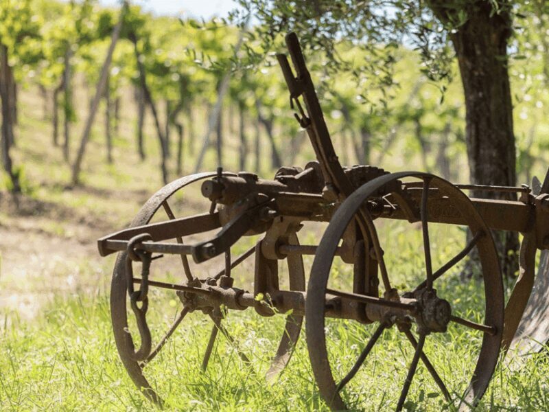 Organic Winery Visit & Wine Tasting with Food in Pavia - FAQ