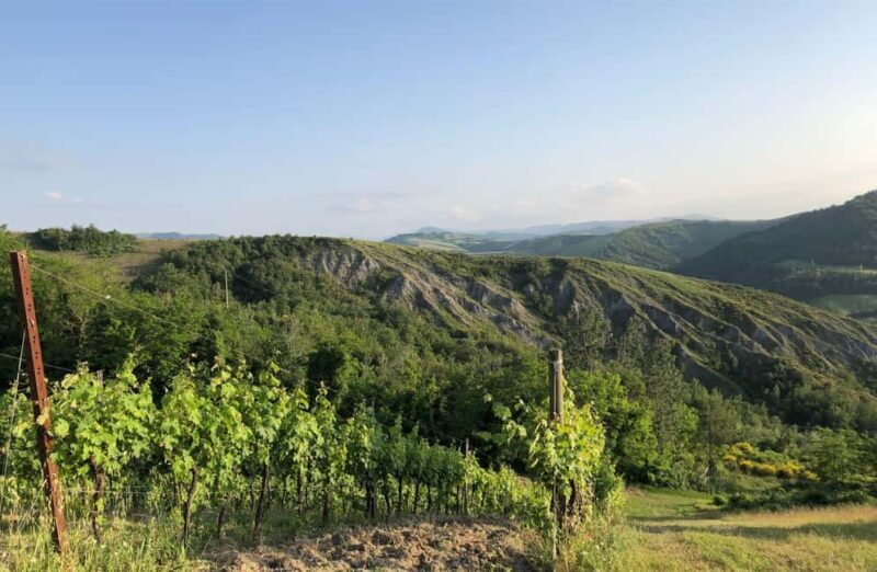 Organic Winery Visit with Wine & Food Tasting in Bologna - Good To Know