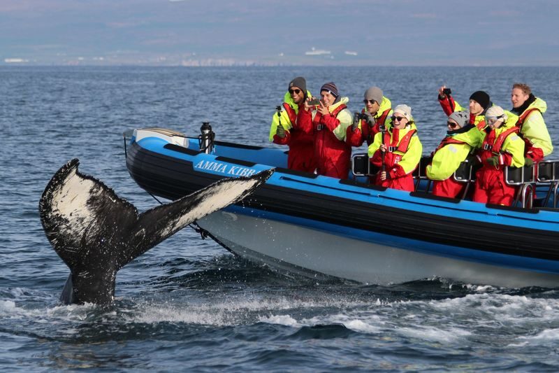 Original Big Whale Safari & Puffins RIB Speedboat Tour from Husavik - A fast start from Húsavík