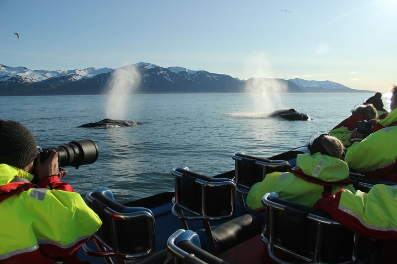 Original Big Whale Safari & Puffins RIB Speedboat Tour from Husavik - Searching Skjálfandi Bay for whales