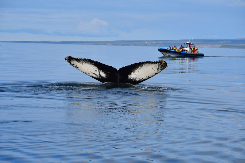 Original Big Whale Safari & Puffins RIB Speedboat Tour from Husavik - Cold, spray, and the motion of a small boat