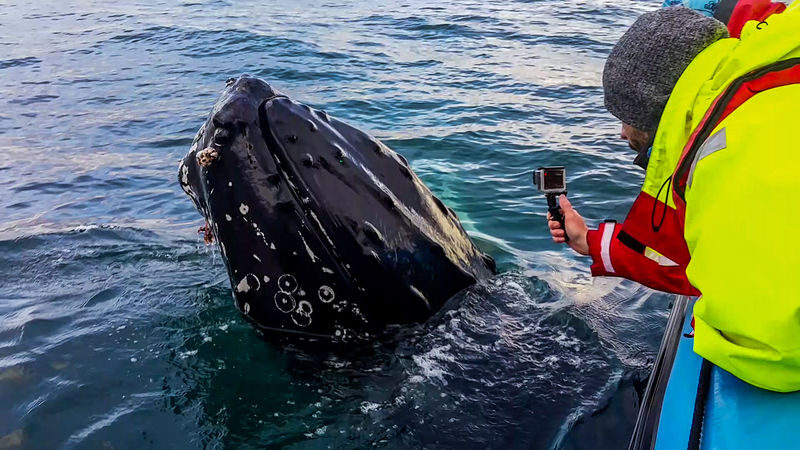Original Big Whale Safari & Puffins RIB Speedboat Tour from Husavik - What the price buys, and what it cannot