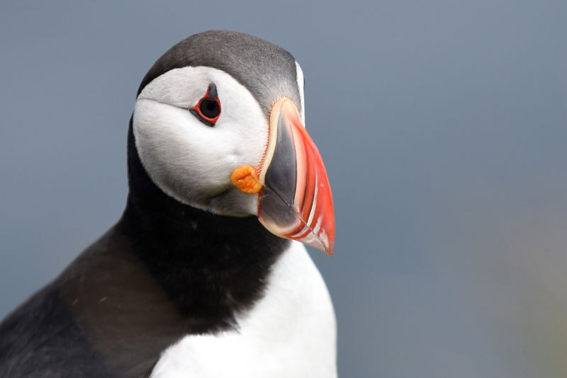 Original Big Whale Safari & Puffins RIB Speedboat Tour from Husavik - Who should choose this safari
