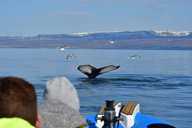 Original Big Whale Safari & Puffins RIB Speedboat Tour from Husavik - Practical details before you book