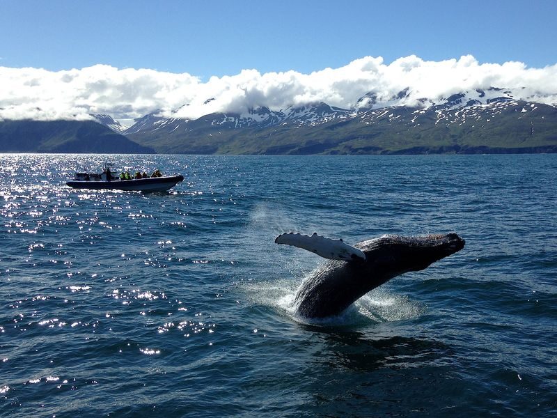 Original Big Whale Safari & Puffins RIB Speedboat Tour from Husavik - Should you book the Húsavík RIB tour?
