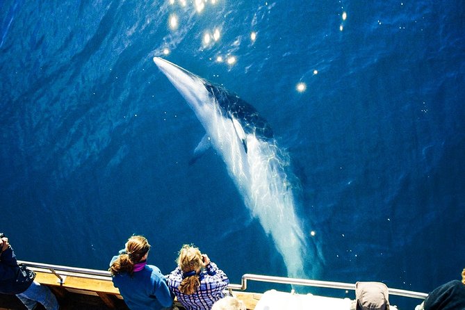 Original Carbon Neutral Whale Watching Tour From Húsavík - What To Expect