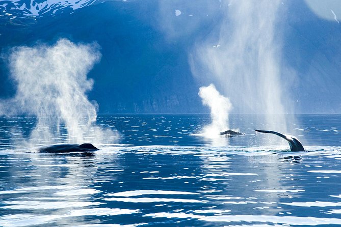 Original Carbon Neutral Whale Watching Tour From Húsavík - Directions