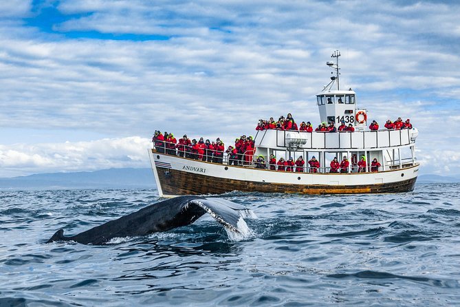 Original Carbon Neutral Whale Watching Tour From Húsavík - The Sum Up