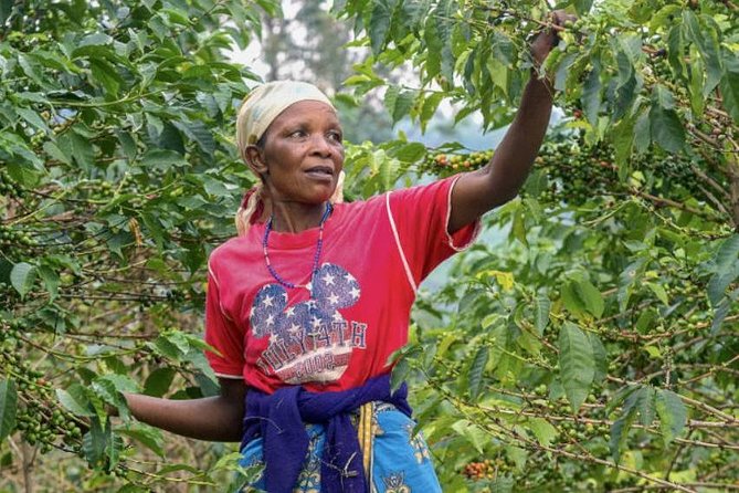 Original Historic Coffee Farm Guided Tour With Transfer - Tour Pricing and Booking Process
