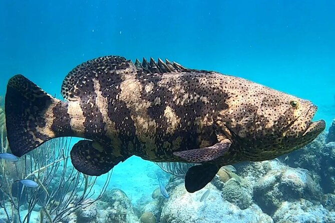Original Snorkel and Sandbar Combo in Islamorada - Detailed Review of the Snorkel and Sandbar Experience