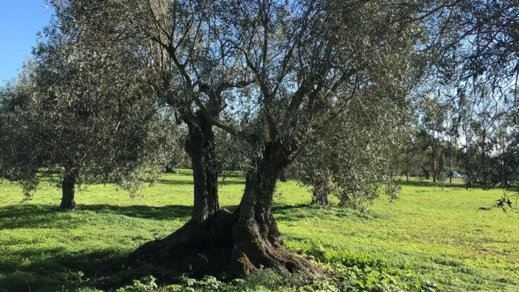 Oristano: Olive Tree Grove Guided Visit With Tasting - Tour Experience Highlights