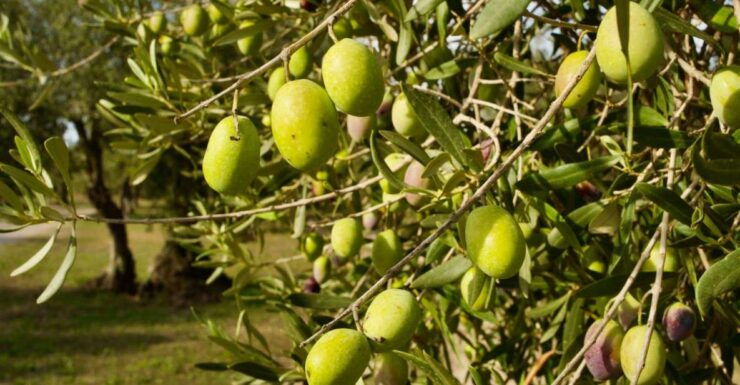 Oristano: Olive Tree Grove Guided Visit With Tasting - Tour Description