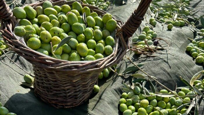 Oristano: Visit a Farm With Oil Tasting - Pairing Olive Oil With Local Delicacies