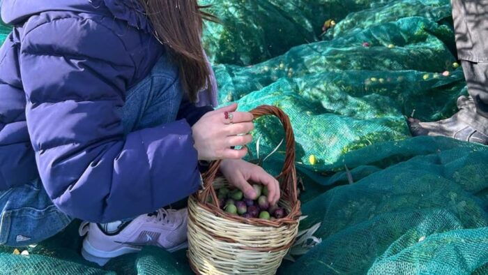 Oristano: Visit a Farm With Oil Tasting - Practical Information for Your Visit