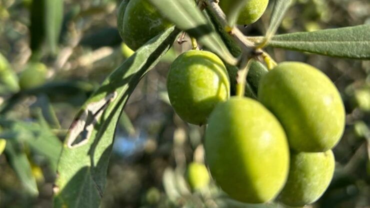 Oristano: Visit to a Farm in the Countriside W/ Oil Tasting - Good To Know