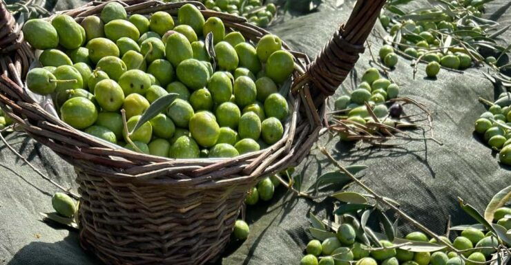 Oristano: Visit to a Farm in the Countriside W/ Oil Tasting - Historical Significance of the Region