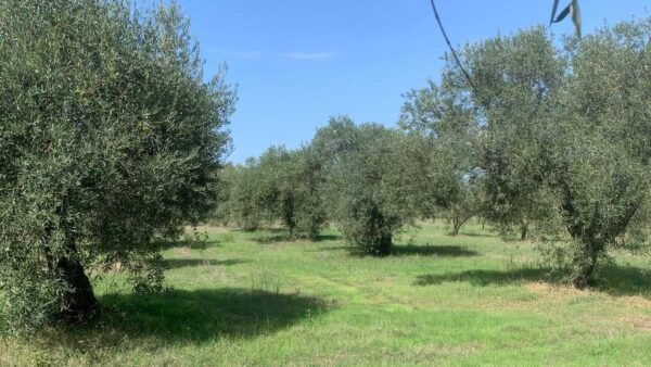 Oristano: Visit to a Farm in the Countriside W/ Oil Tasting - Frequently Asked Questions