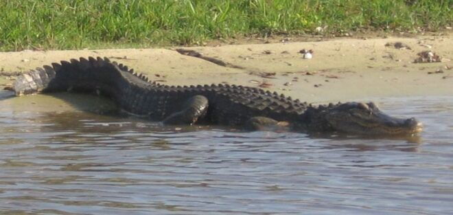 Orlando: Airboat Safari With Transportation - Pickup Information