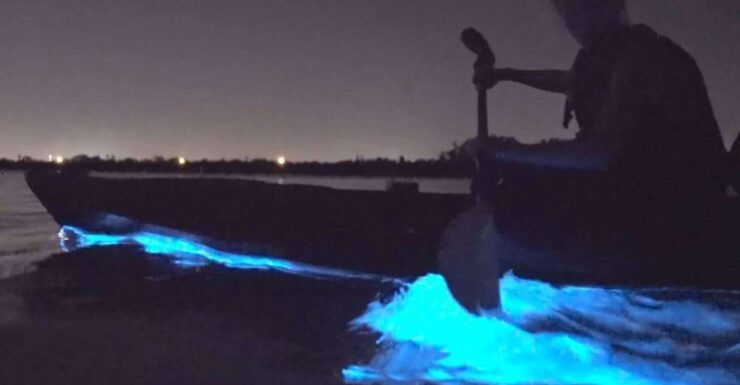 Orlando: Bioluminescence Clear Kayak Or Paddleboard Tour - Experience and Activities