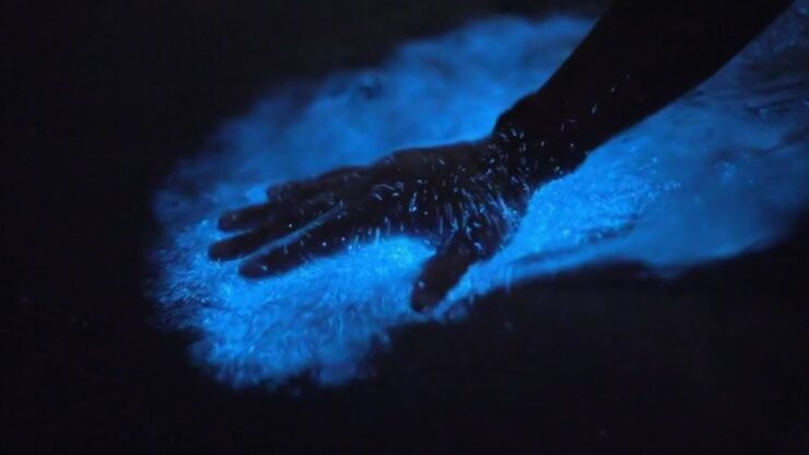 Orlando: Bioluminescence Kayak and Swim Adventure - Experience Highlights