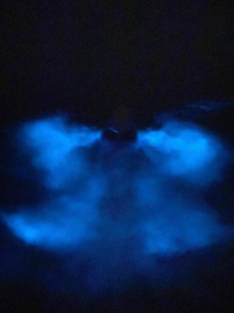 Orlando: Bioluminescence Kayak Tour - The Value in This Experience