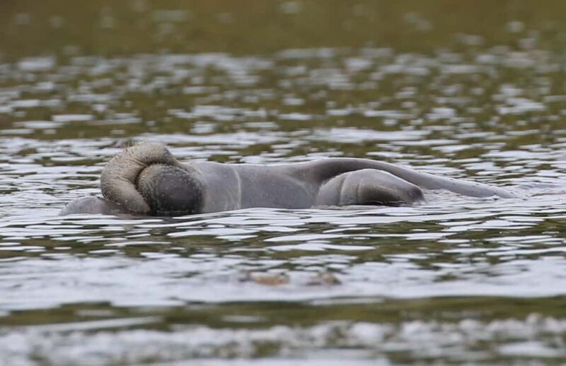 Orlando: Blue Springs Manatee Kayak Tour - Good To Know