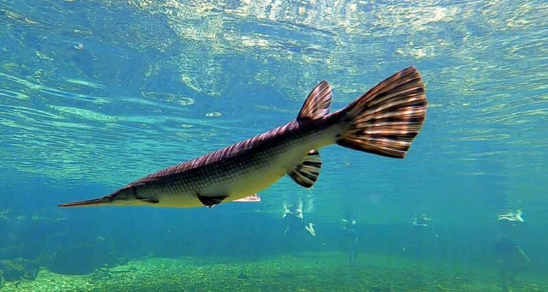 Orlando: Blue Springs Manatee Kayak Tour - A Closer Look at the Blue Springs Manatee Kayak Tour