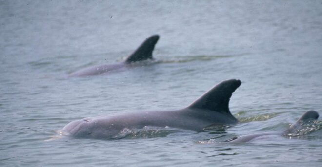 Orlando: Dolphin Clear Kayak or Paddle Board Adventure - Wildlife Experience