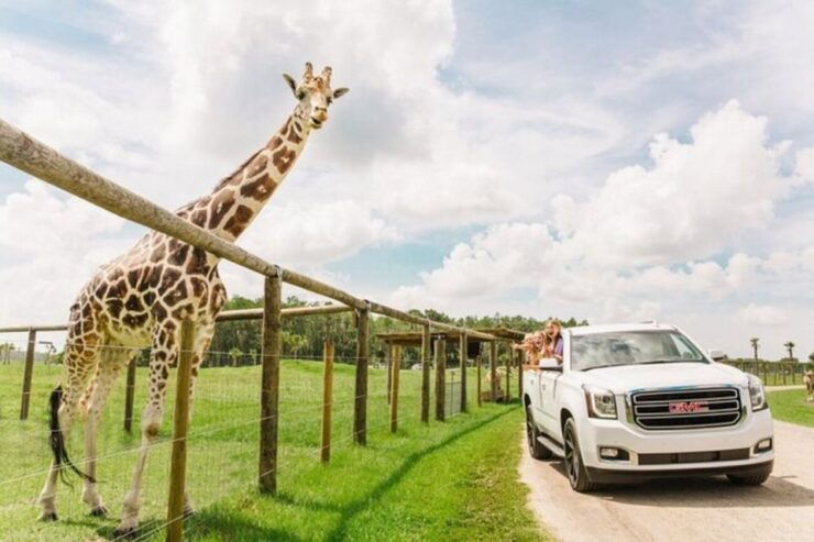 Orlando: Drive-Thru Safari Park at Wild Florida - Good To Know