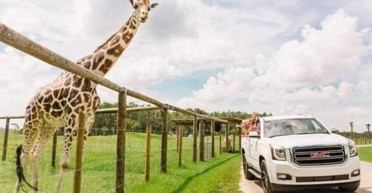 Orlando: Drive-Thru Safari Park at Wild Florida - Ticket Details